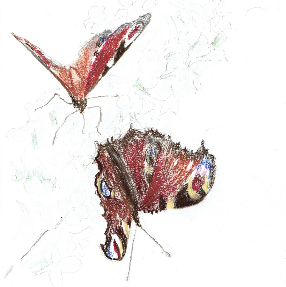 Two peacock butterflies on a Buddleja bush.