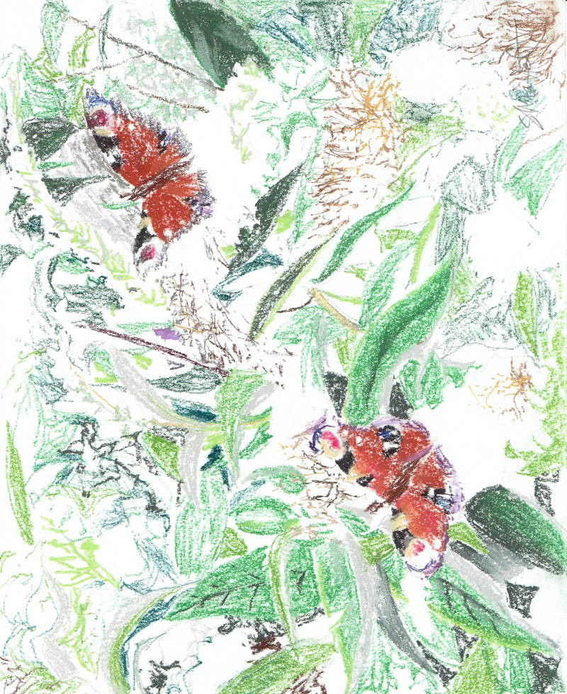 A drawing of two butterflies in a tree.